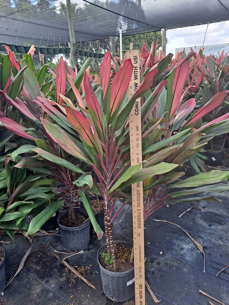 cordyline-fruticosa-maria-ti-plant-cordyline-terminalis-dracaena-terminalis