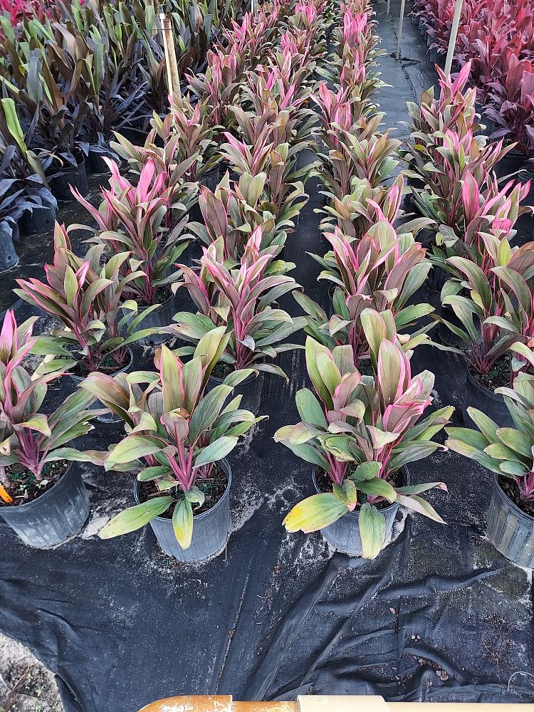 cordyline-fruticosa-maria-ti-plant-cordyline-terminalis-dracaena-terminalis