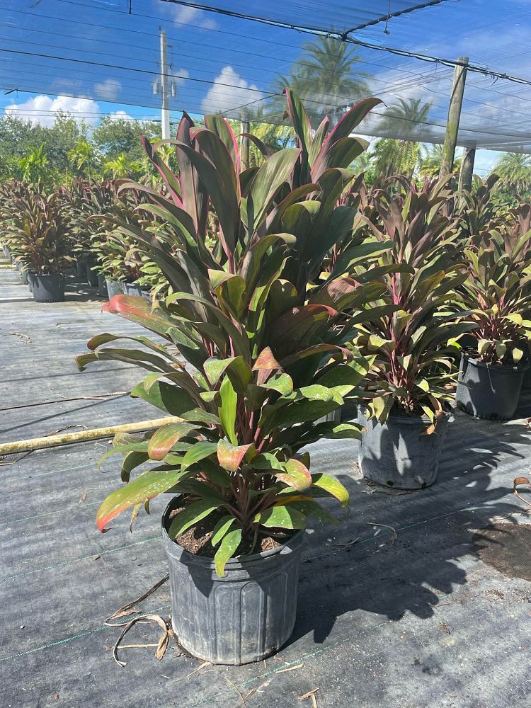 cordyline-fruticosa-maria-ti-plant-cordyline-terminalis-dracaena-terminalis