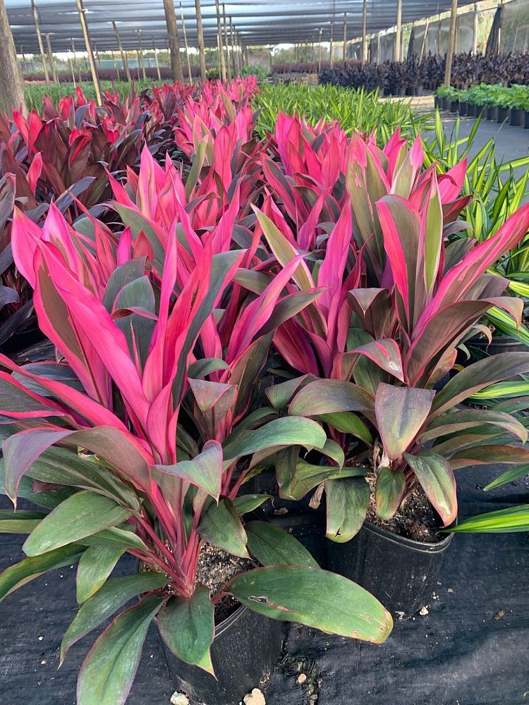 cordyline-fruticosa-maria-ti-plant-cordyline-terminalis-dracaena-terminalis