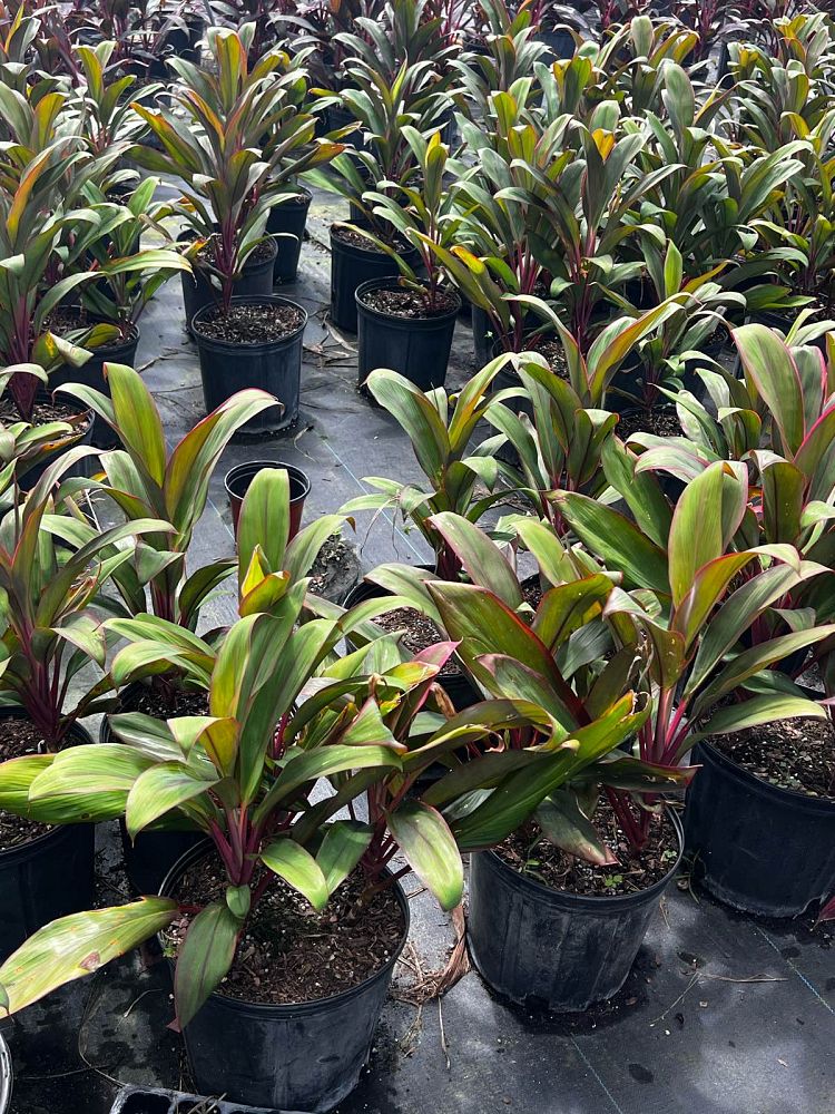 cordyline-fruticosa-maria-ti-plant-cordyline-terminalis-dracaena-terminalis