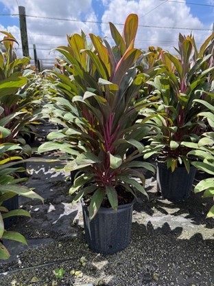 cordyline-fruticosa-maria-ti-plant-cordyline-terminalis-dracaena-terminalis
