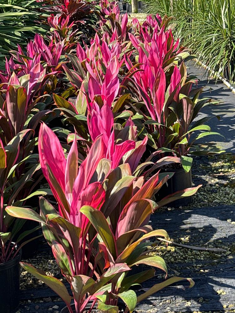 cordyline-fruticosa-maria-ti-plant-cordyline-terminalis-dracaena-terminalis