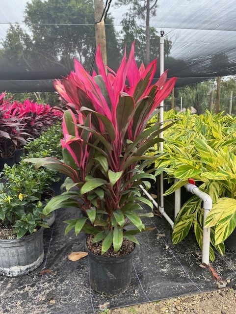 cordyline-fruticosa-maria-ti-plant-cordyline-terminalis-dracaena-terminalis