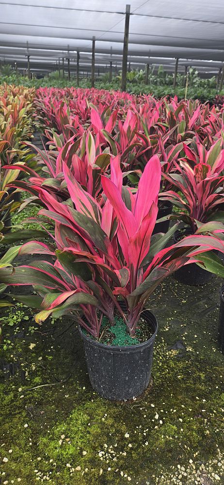 cordyline-fruticosa-maria-ti-plant-cordyline-terminalis-dracaena-terminalis
