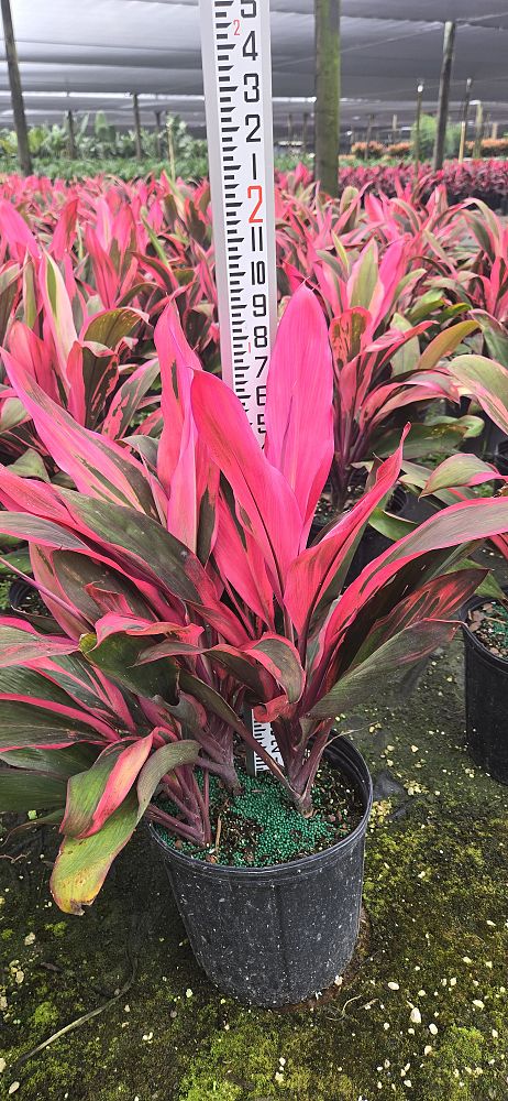 cordyline-fruticosa-maria-ti-plant-cordyline-terminalis-dracaena-terminalis