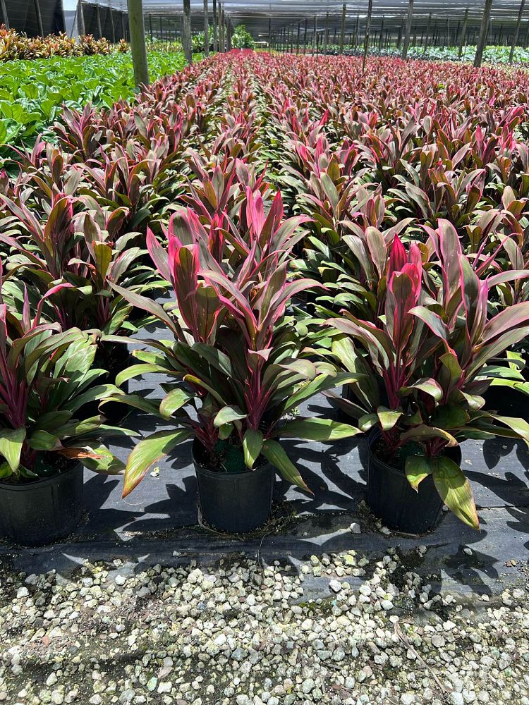 cordyline-fruticosa-maria-ti-plant-cordyline-terminalis-dracaena-terminalis
