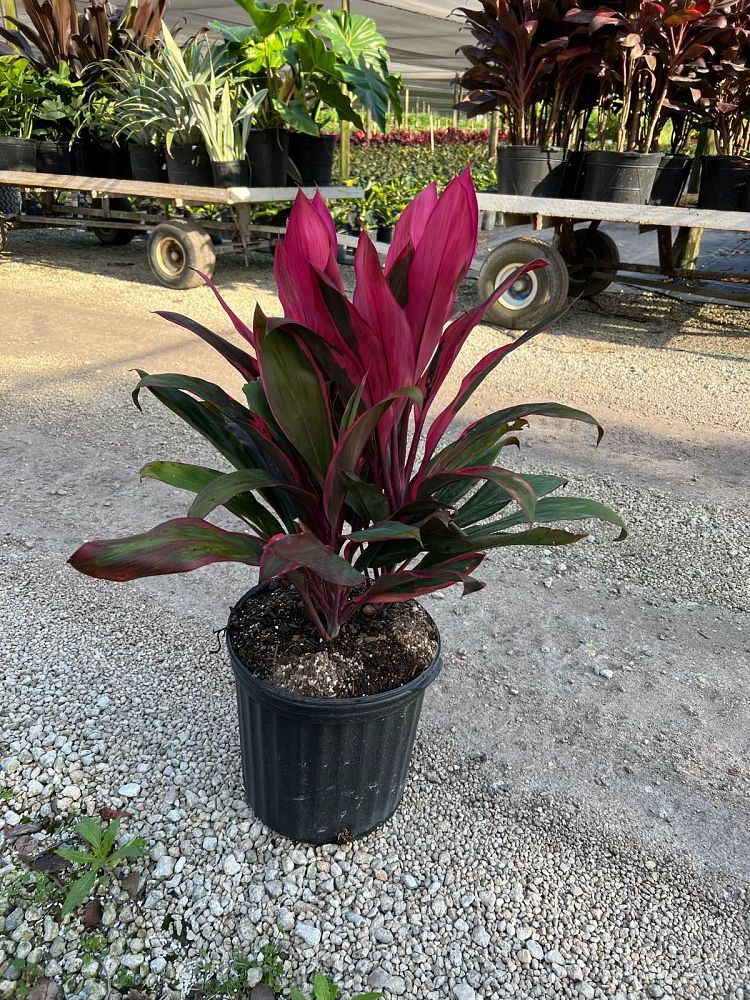 cordyline-fruticosa-maria-ti-plant-cordyline-terminalis-dracaena-terminalis