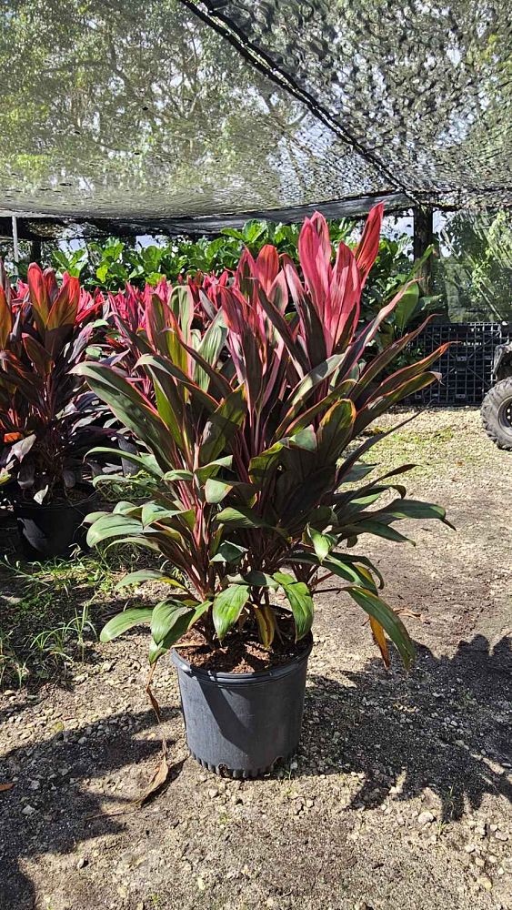 cordyline-fruticosa-maria-ti-plant-cordyline-terminalis-dracaena-terminalis