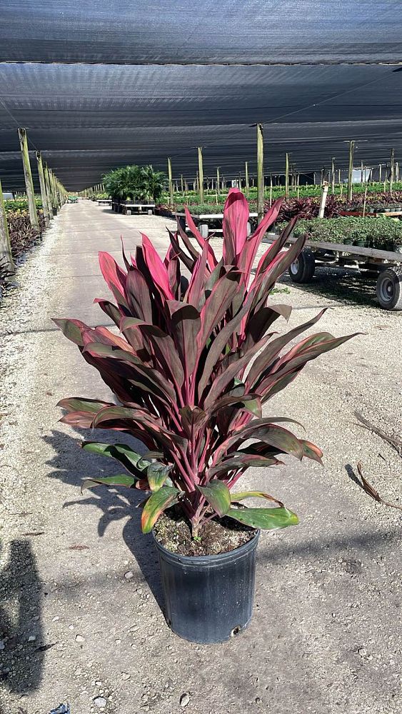 cordyline-fruticosa-maria-ti-plant-cordyline-terminalis-dracaena-terminalis