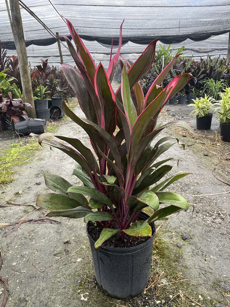 cordyline-fruticosa-maria-ti-plant-cordyline-terminalis-dracaena-terminalis