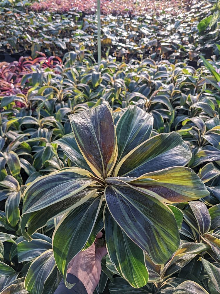 cordyline-fruticosa-mocha-latte-ti-plant-cordyline-terminalis-dracaena-terminalis