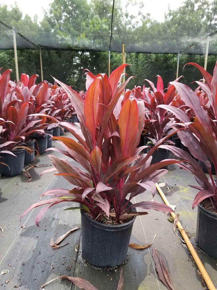 cordyline-fruticosa-peter-buck-ti-plant-cordyline-terminalis-dracaena-terminalis