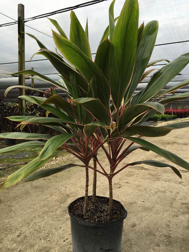 cordyline-fruticosa-pink-diamond-ti-plant-cordyline-terminalis-dracaena-terminalis
