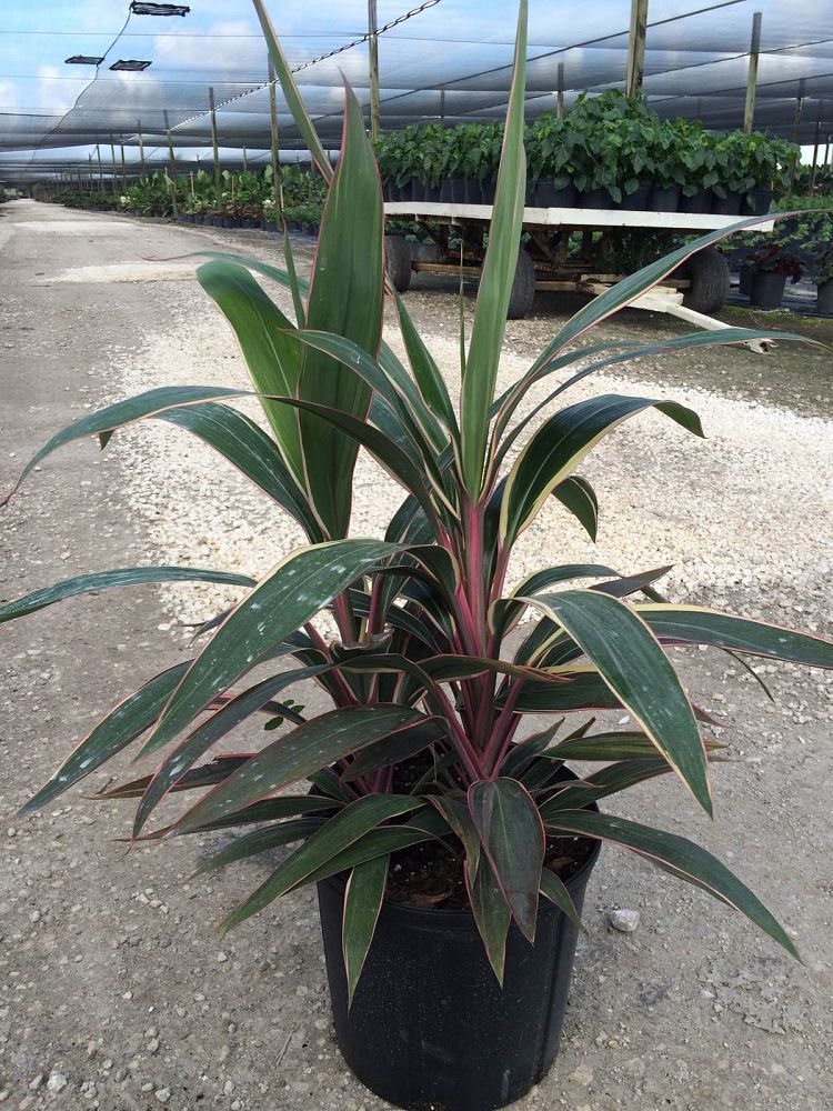 cordyline-fruticosa-pink-diamond-ti-plant-cordyline-terminalis-dracaena-terminalis