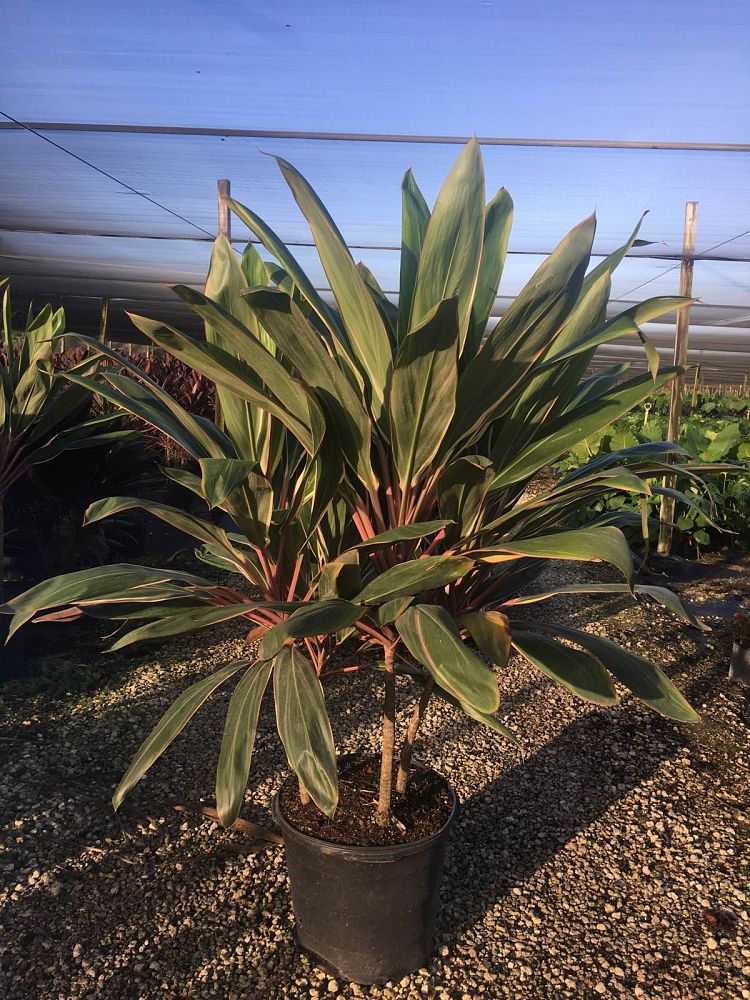 cordyline-fruticosa-pink-diamond-ti-plant-cordyline-terminalis-dracaena-terminalis