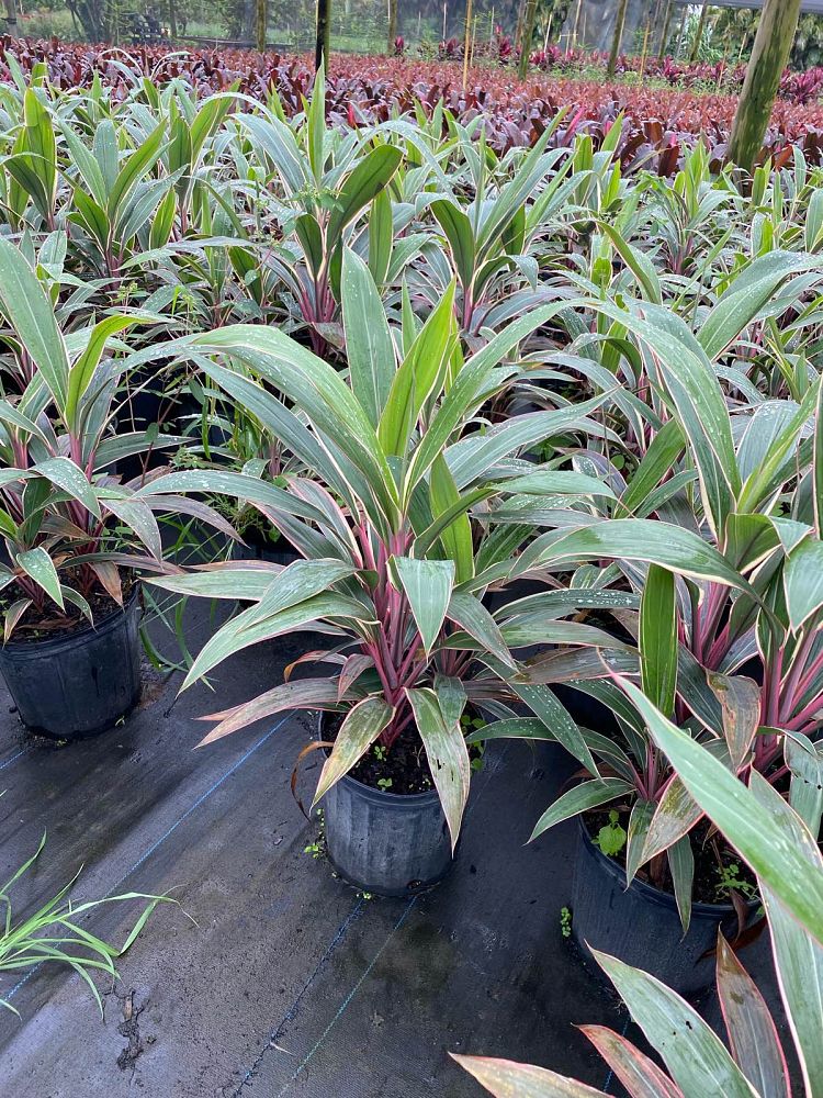 cordyline-fruticosa-pink-diamond-ti-plant-cordyline-terminalis-dracaena-terminalis