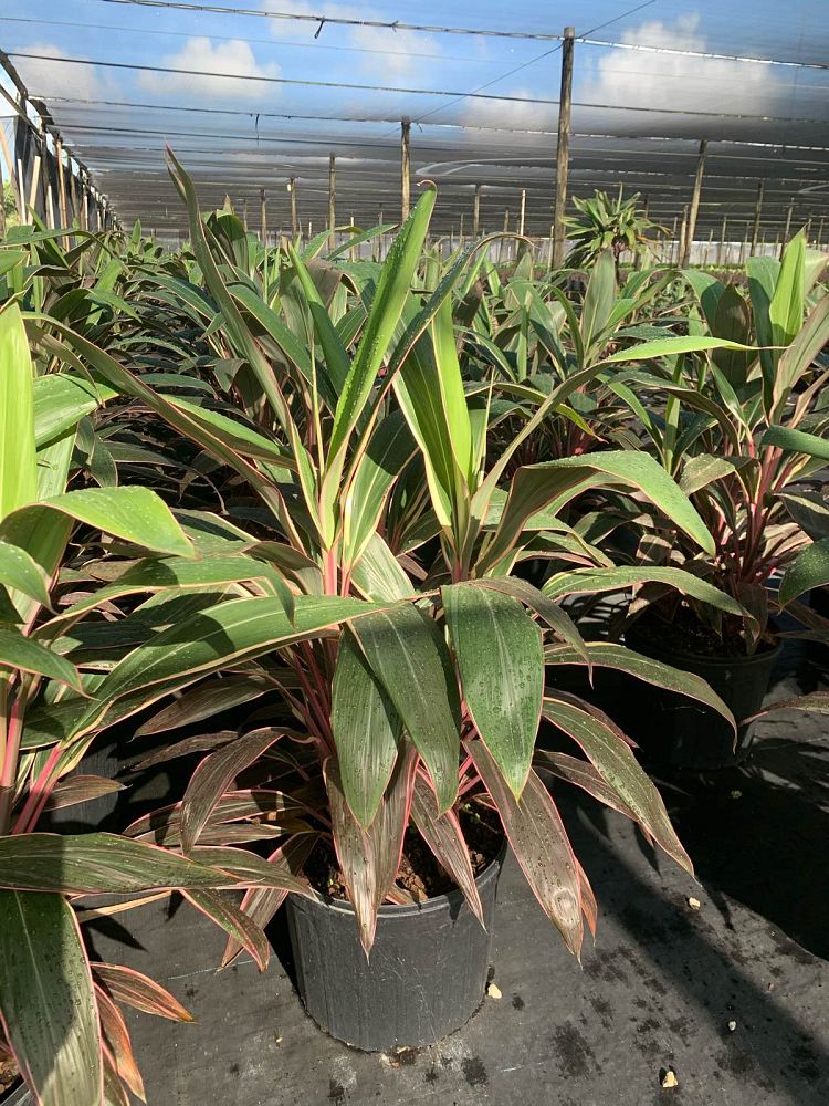 cordyline-fruticosa-pink-diamond-ti-plant-cordyline-terminalis-dracaena-terminalis