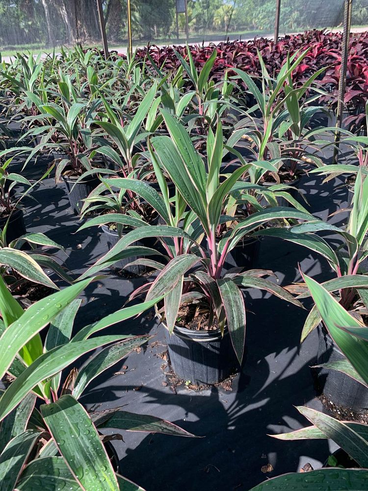 cordyline-fruticosa-pink-diamond-ti-plant-cordyline-terminalis-dracaena-terminalis