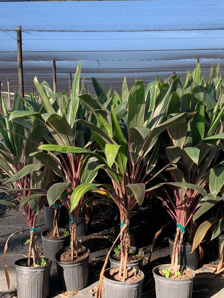 cordyline-fruticosa-pink-diamond-ti-plant-cordyline-terminalis-dracaena-terminalis