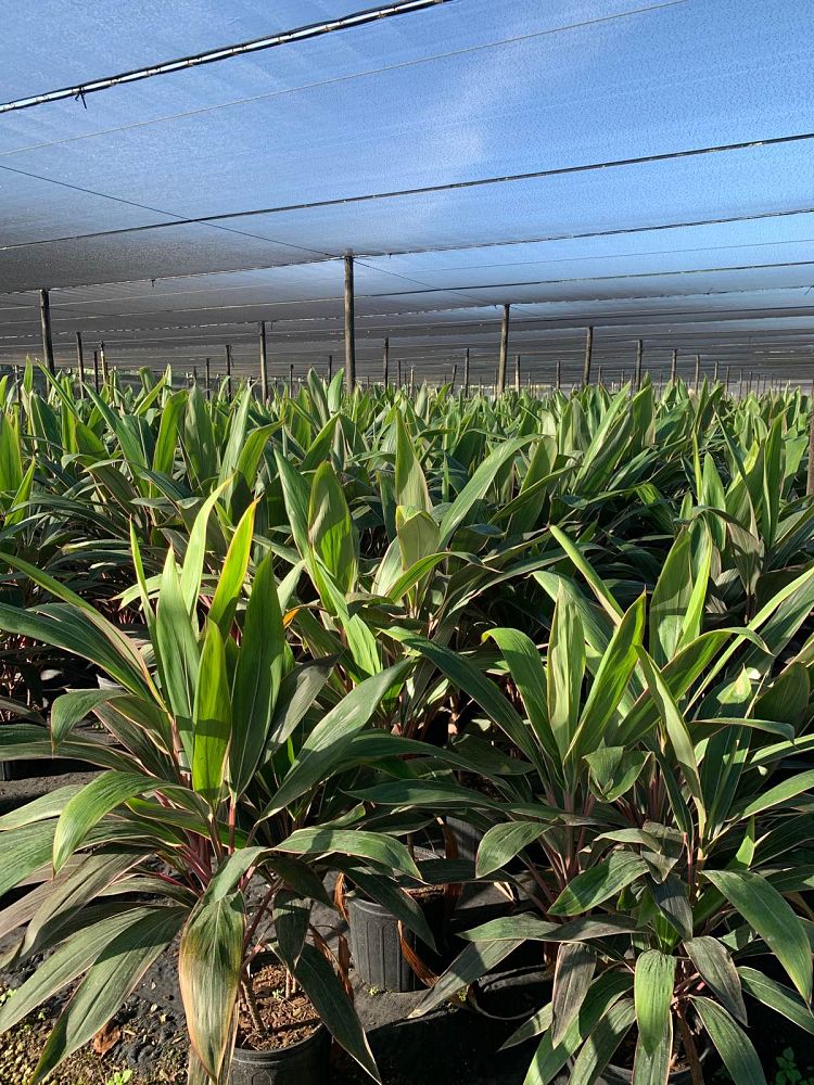 cordyline-fruticosa-pink-diamond-ti-plant-cordyline-terminalis-dracaena-terminalis