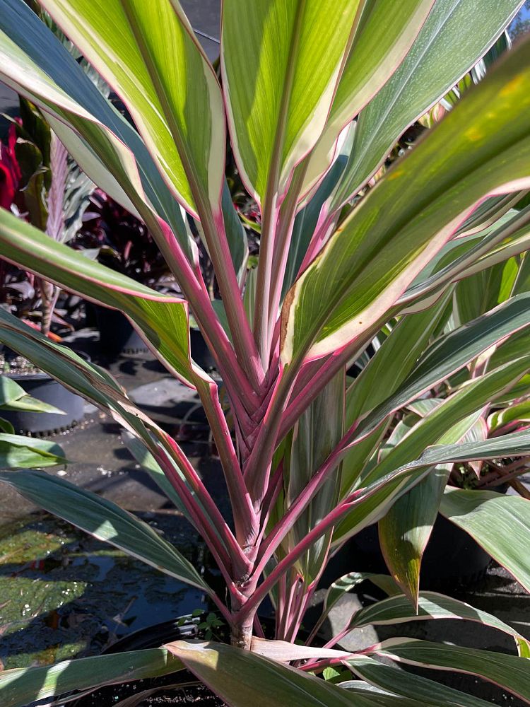 cordyline-fruticosa-pink-diamond-ti-plant-cordyline-terminalis-dracaena-terminalis