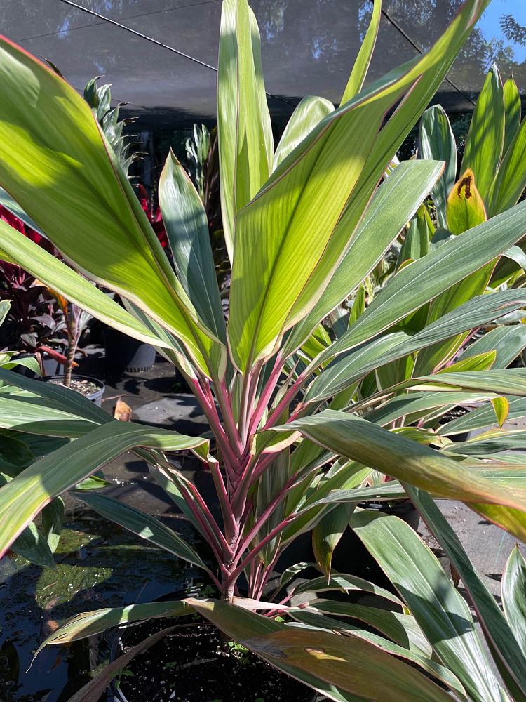 cordyline-fruticosa-pink-diamond-ti-plant-cordyline-terminalis-dracaena-terminalis