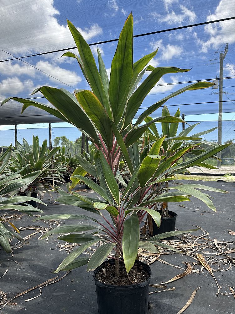cordyline-fruticosa-pink-diamond-ti-plant-cordyline-terminalis-dracaena-terminalis