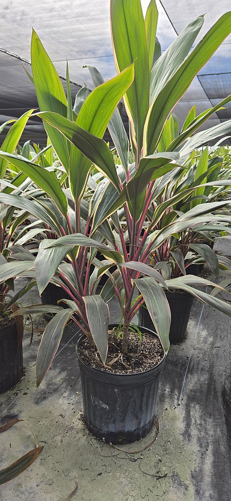 cordyline-fruticosa-pink-diamond-ti-plant-cordyline-terminalis-dracaena-terminalis