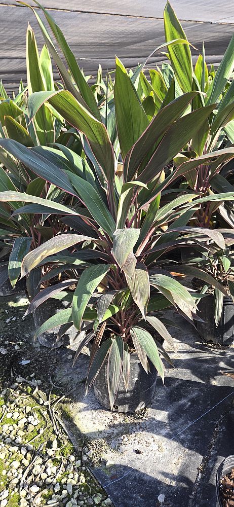 cordyline-fruticosa-pink-diamond-ti-plant-cordyline-terminalis-dracaena-terminalis