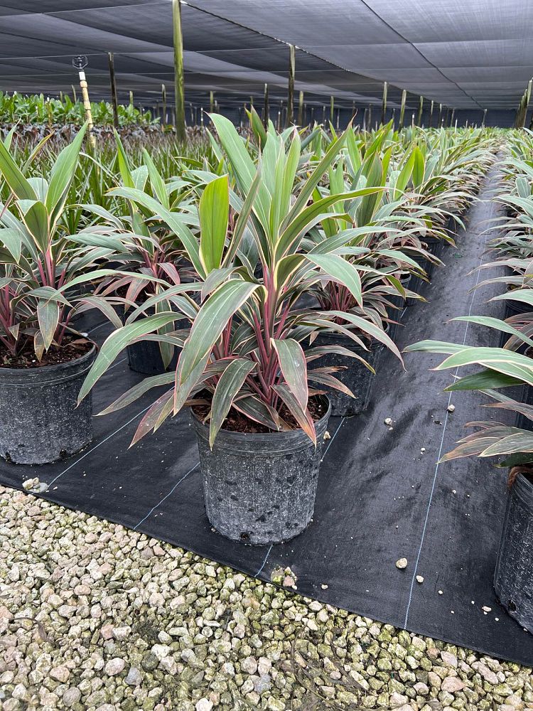 cordyline-fruticosa-pink-diamond-ti-plant-cordyline-terminalis-dracaena-terminalis
