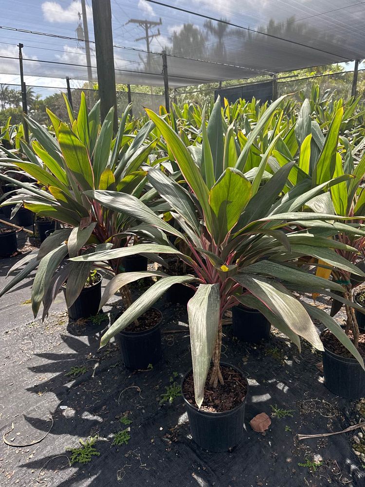 cordyline-fruticosa-pink-diamond-ti-plant-cordyline-terminalis-dracaena-terminalis