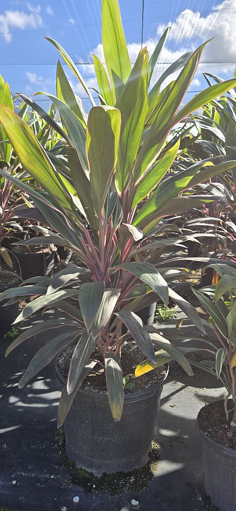 cordyline-fruticosa-pink-diamond-ti-plant-cordyline-terminalis-dracaena-terminalis
