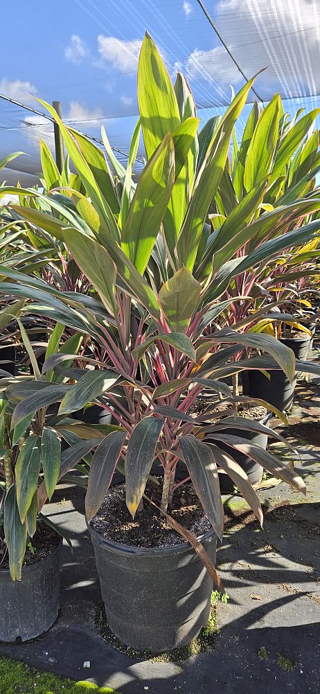 cordyline-fruticosa-pink-diamond-ti-plant-cordyline-terminalis-dracaena-terminalis