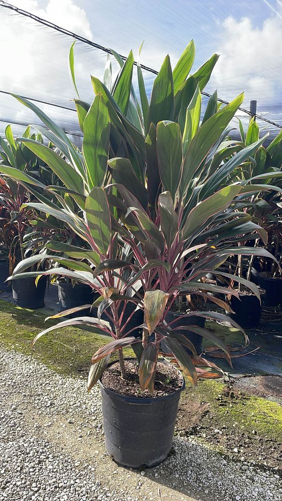cordyline-fruticosa-pink-diamond-ti-plant-cordyline-terminalis-dracaena-terminalis