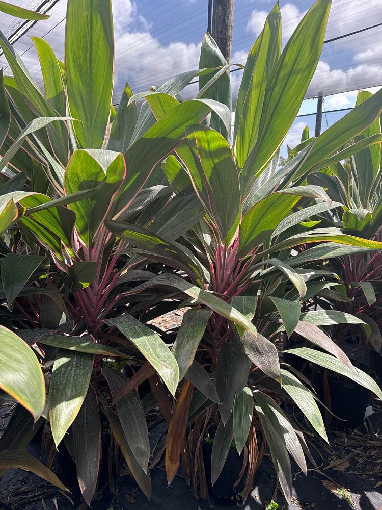 cordyline-fruticosa-pink-diamond-ti-plant-cordyline-terminalis-dracaena-terminalis