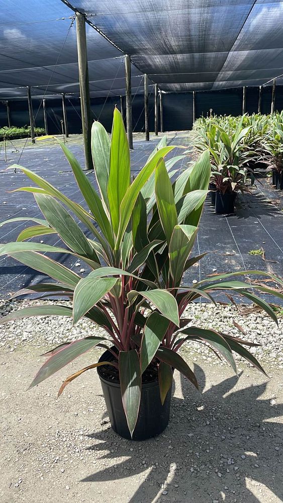 cordyline-fruticosa-pink-diamond-ti-plant-cordyline-terminalis-dracaena-terminalis