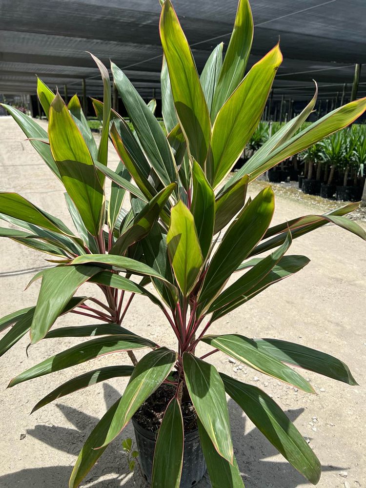 cordyline-fruticosa-pink-diamond-ti-plant-cordyline-terminalis-dracaena-terminalis