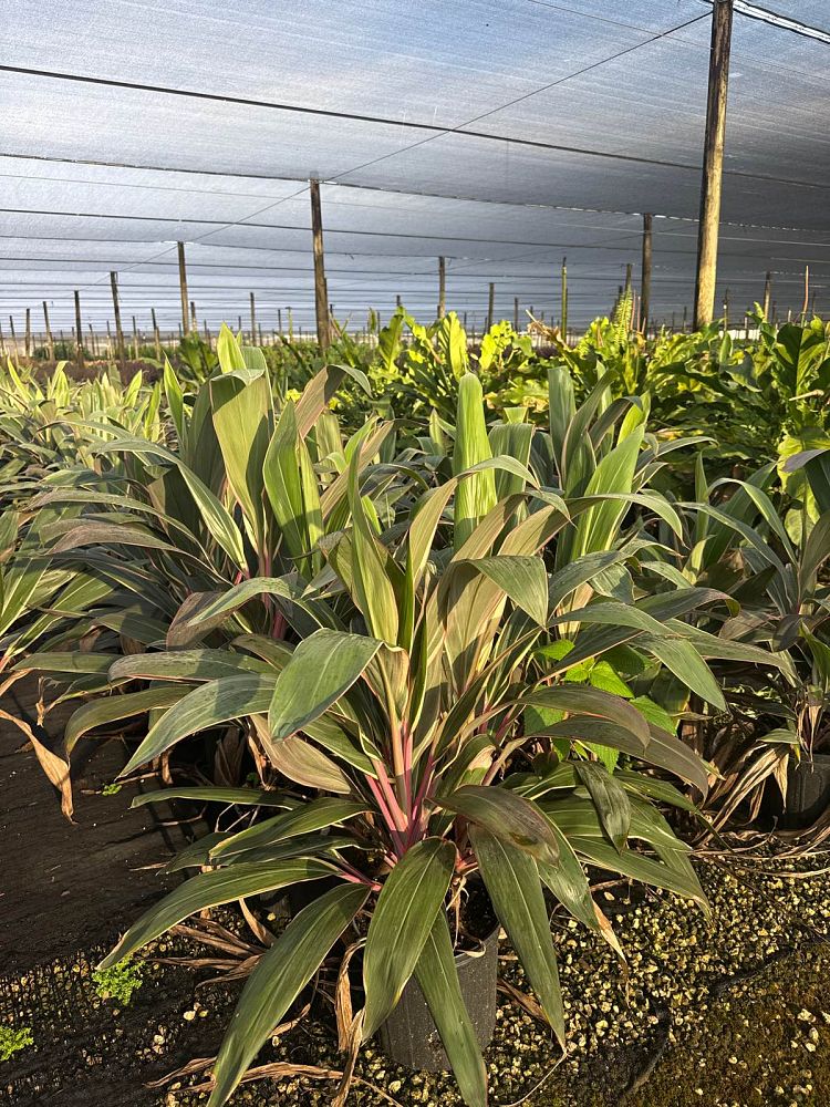 cordyline-fruticosa-pink-diamond-ti-plant-cordyline-terminalis-dracaena-terminalis