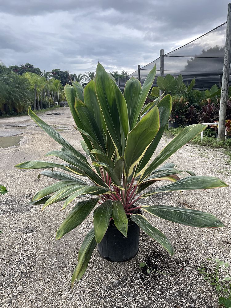 cordyline-fruticosa-pink-diamond-ti-plant-cordyline-terminalis-dracaena-terminalis