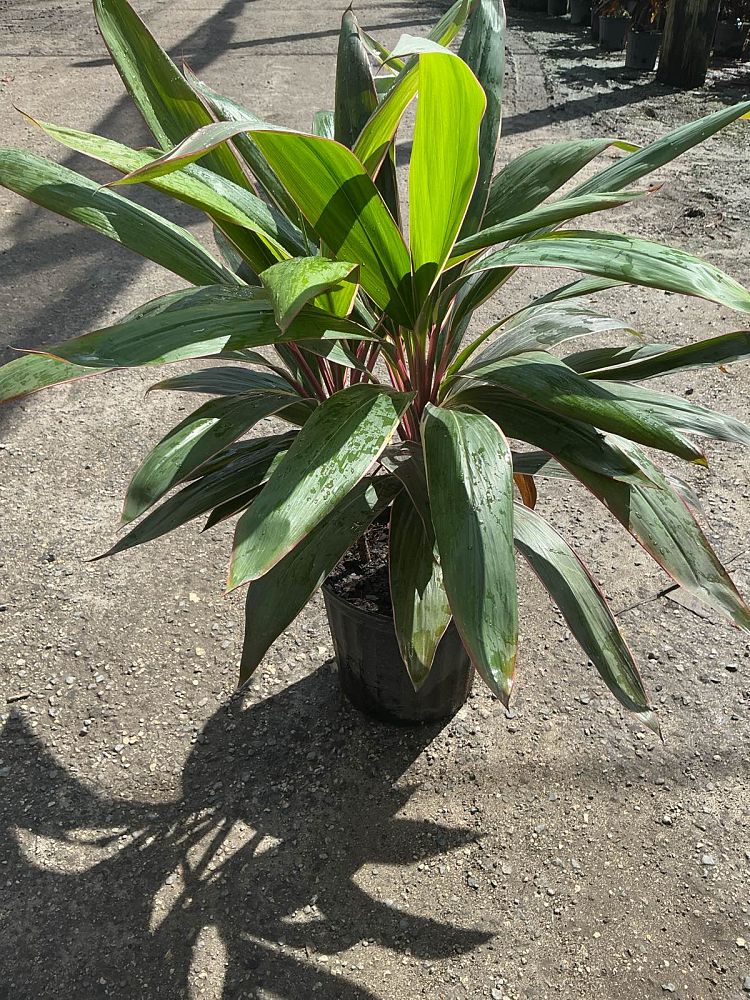 cordyline-fruticosa-pink-diamond-ti-plant-cordyline-terminalis-dracaena-terminalis