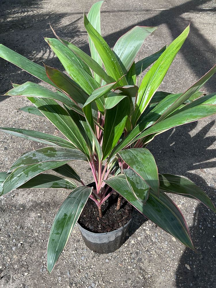 cordyline-fruticosa-pink-diamond-ti-plant-cordyline-terminalis-dracaena-terminalis