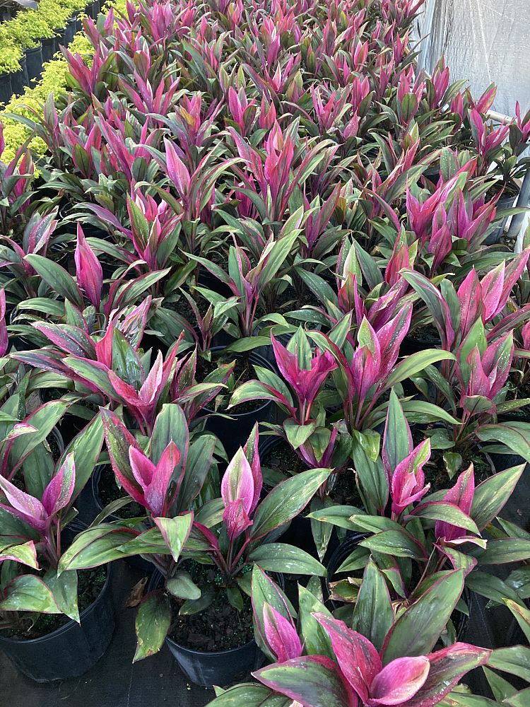 cordyline-fruticosa-purple-prince-ti-plant-cordyline-terminalis-dracaena-terminalis
