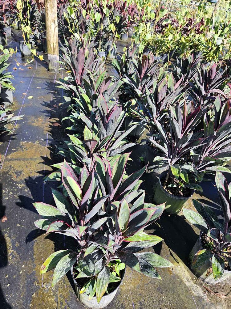 cordyline-fruticosa-purple-prince-ti-plant-cordyline-terminalis-dracaena-terminalis