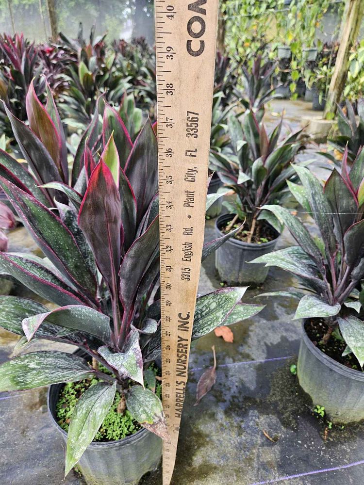 cordyline-fruticosa-purple-prince-ti-plant-cordyline-terminalis-dracaena-terminalis