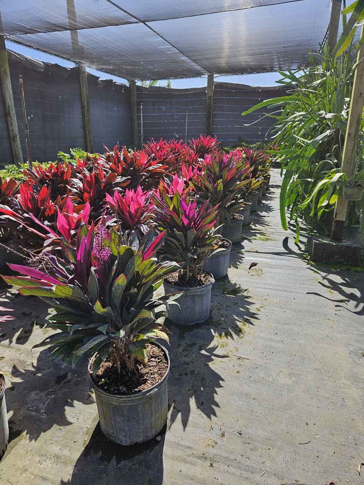 cordyline-fruticosa-purple-prince-ti-plant-cordyline-terminalis-dracaena-terminalis