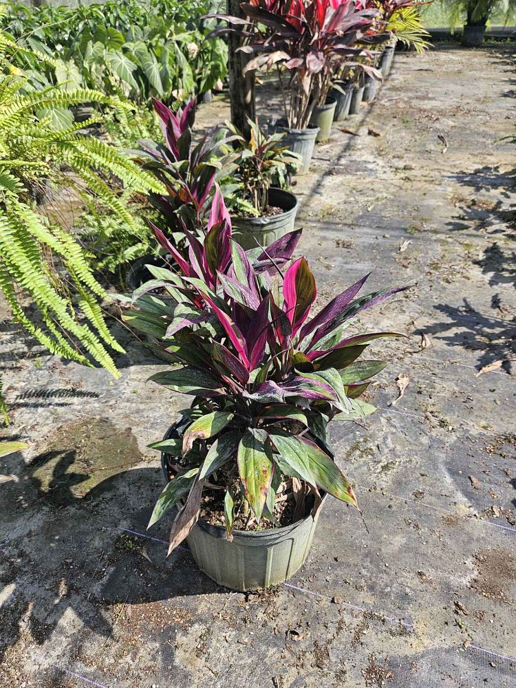 cordyline-fruticosa-purple-prince-ti-plant-cordyline-terminalis-dracaena-terminalis