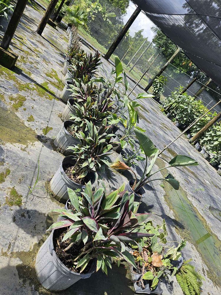 cordyline-fruticosa-purple-prince-ti-plant-cordyline-terminalis-dracaena-terminalis