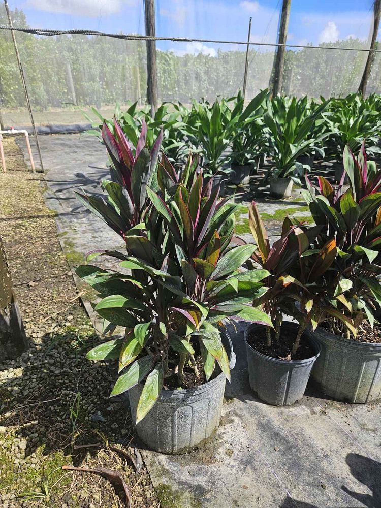 cordyline-fruticosa-purple-prince-ti-plant-cordyline-terminalis-dracaena-terminalis