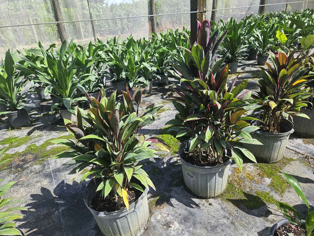 cordyline-fruticosa-purple-prince-ti-plant-cordyline-terminalis-dracaena-terminalis